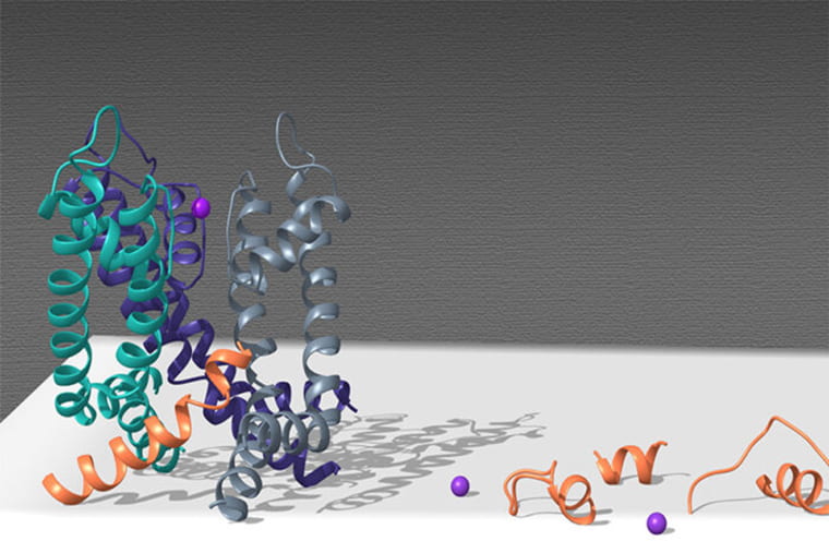 Electrical signaling in cells focus of $8.8 million grant